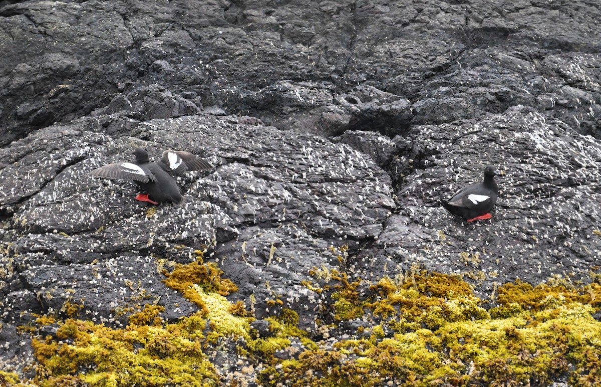 Pigeon Guillemot - ML621683504