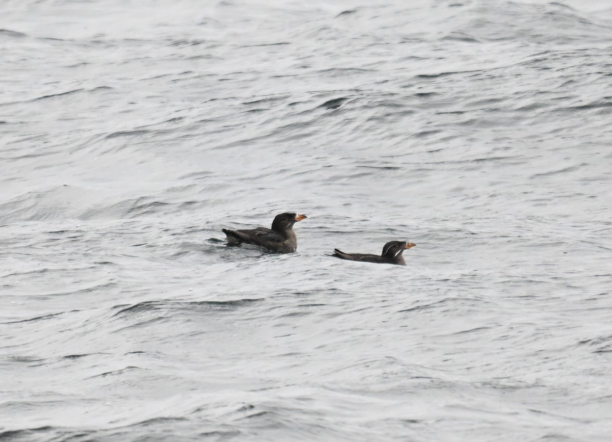 Rhinoceros Auklet - ML621683510