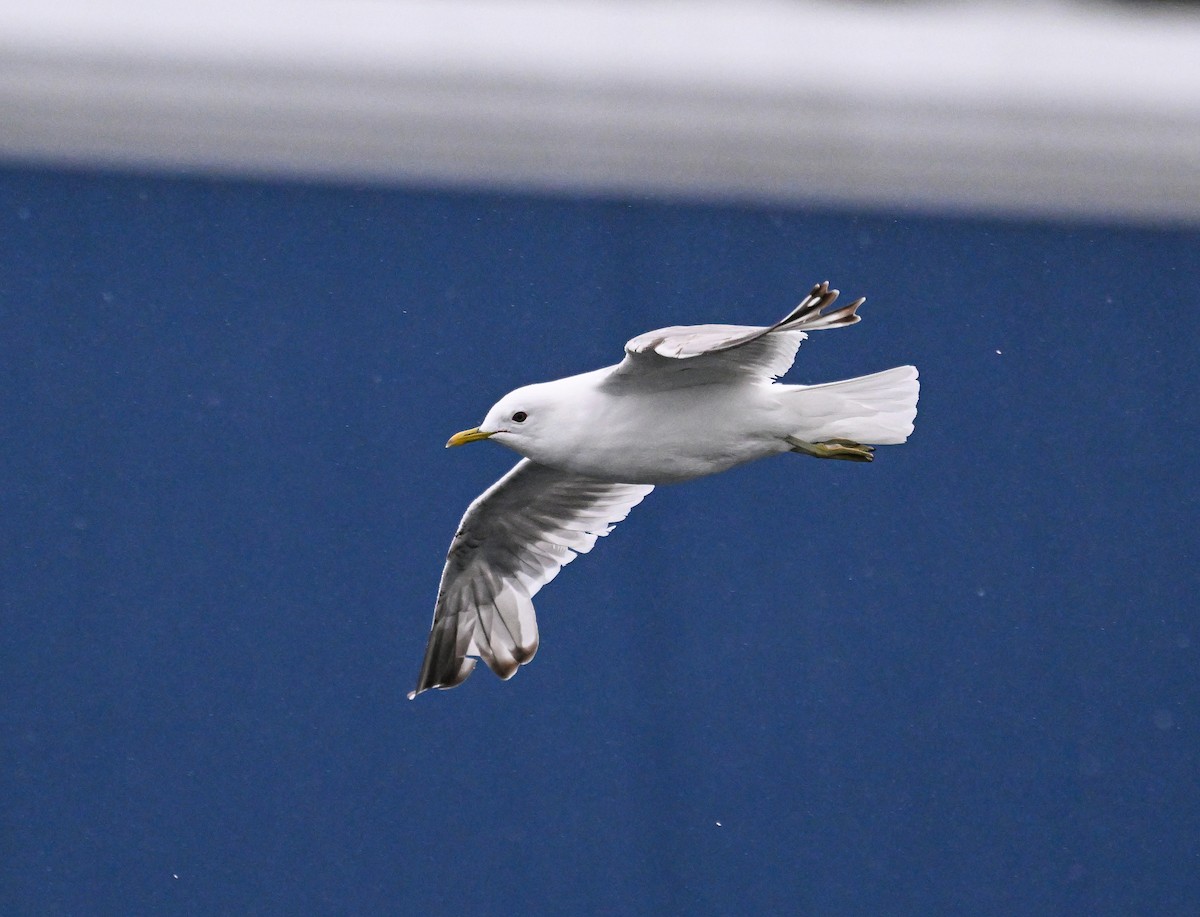 Short-billed Gull - ML621683520