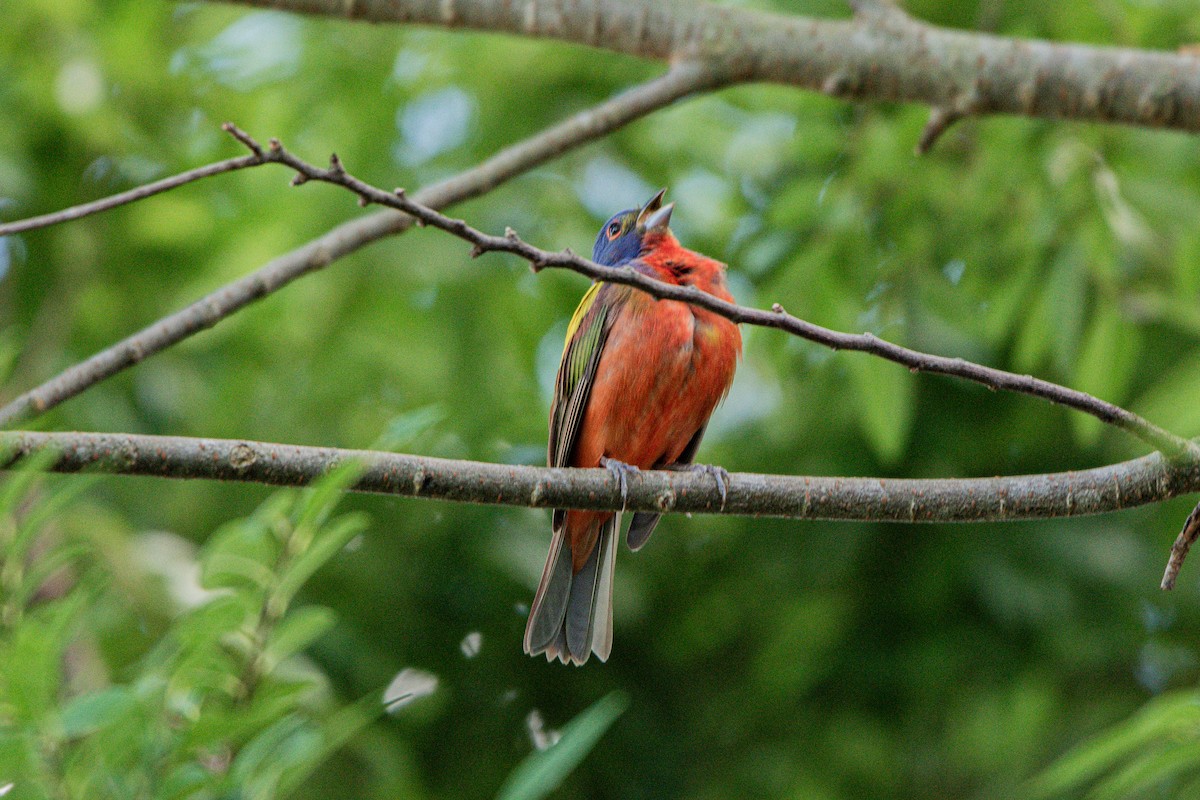 Painted Bunting - ML621683522