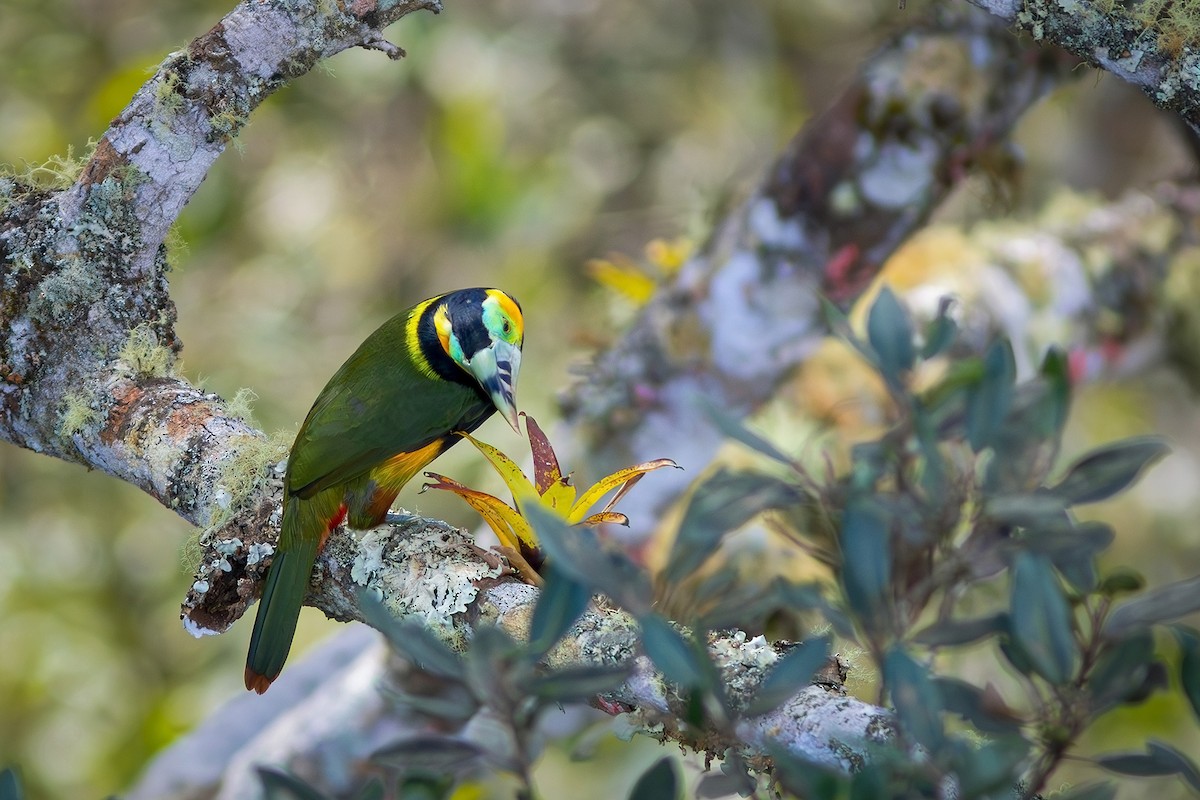 Spot-billed Toucanet - ML621683528