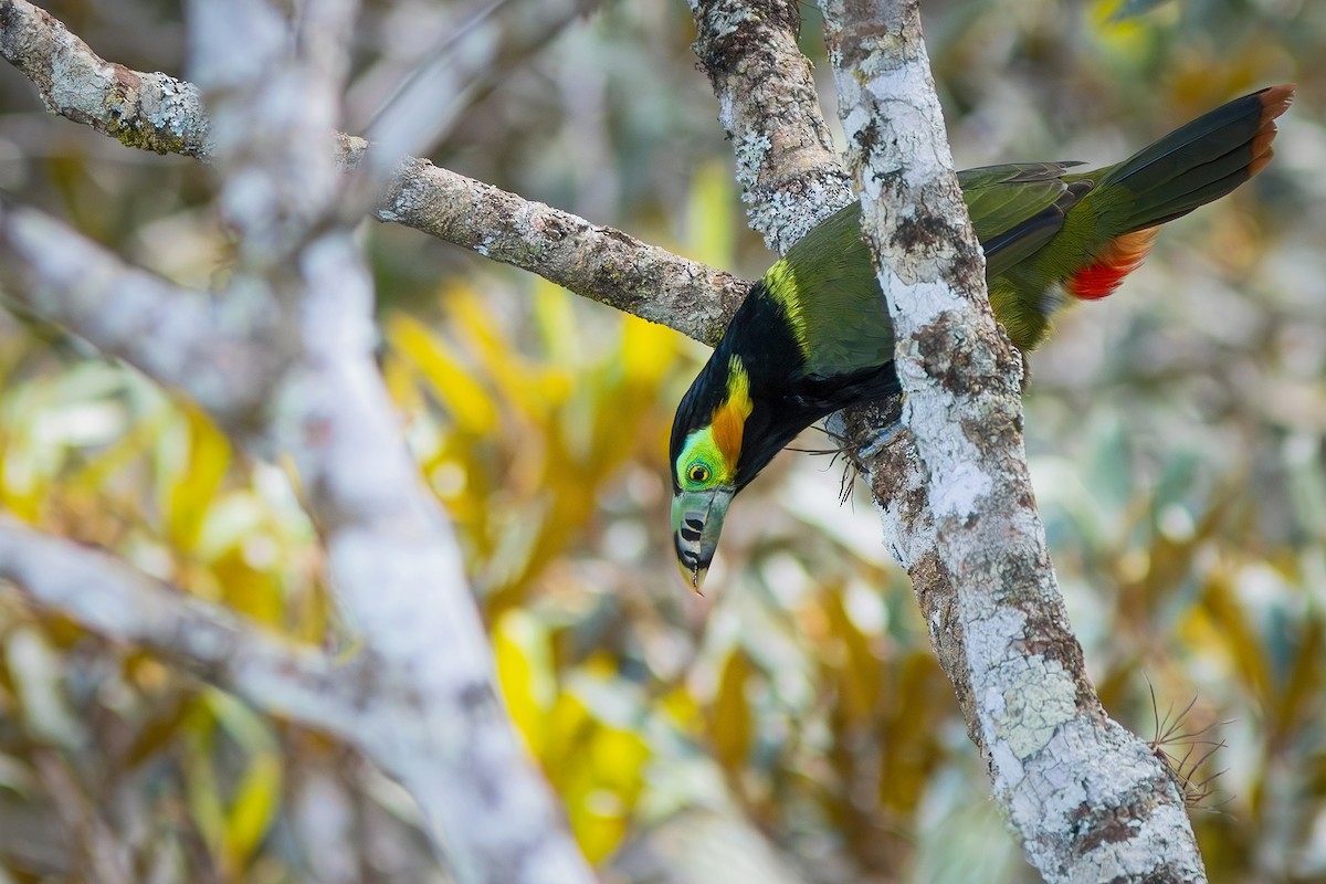 Spot-billed Toucanet - ML621683532