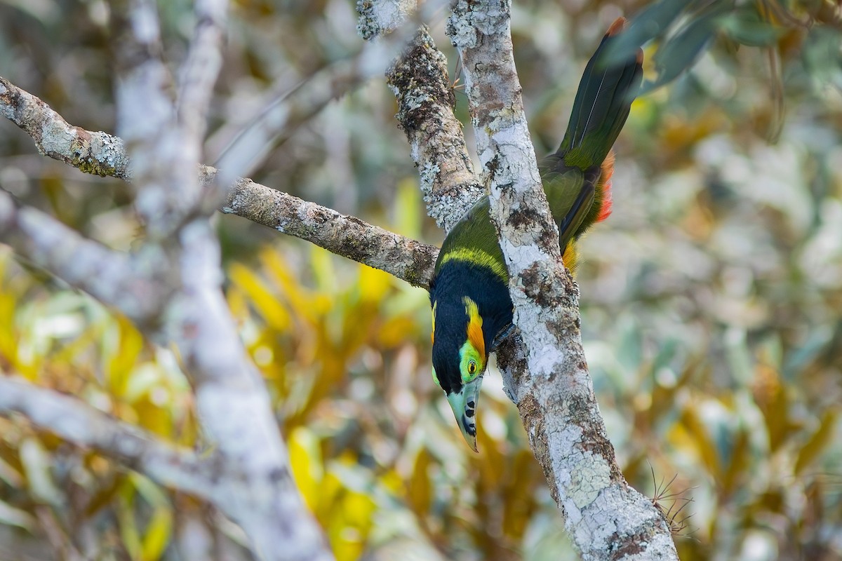 Spot-billed Toucanet - ML621683533