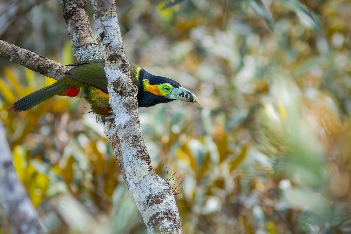 Spot-billed Toucanet - ML621683537