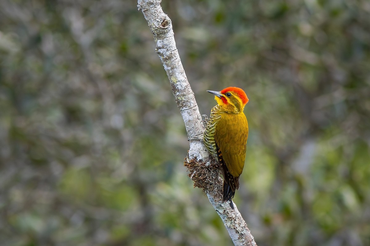 White-browed Woodpecker - Gabriel Bonfa