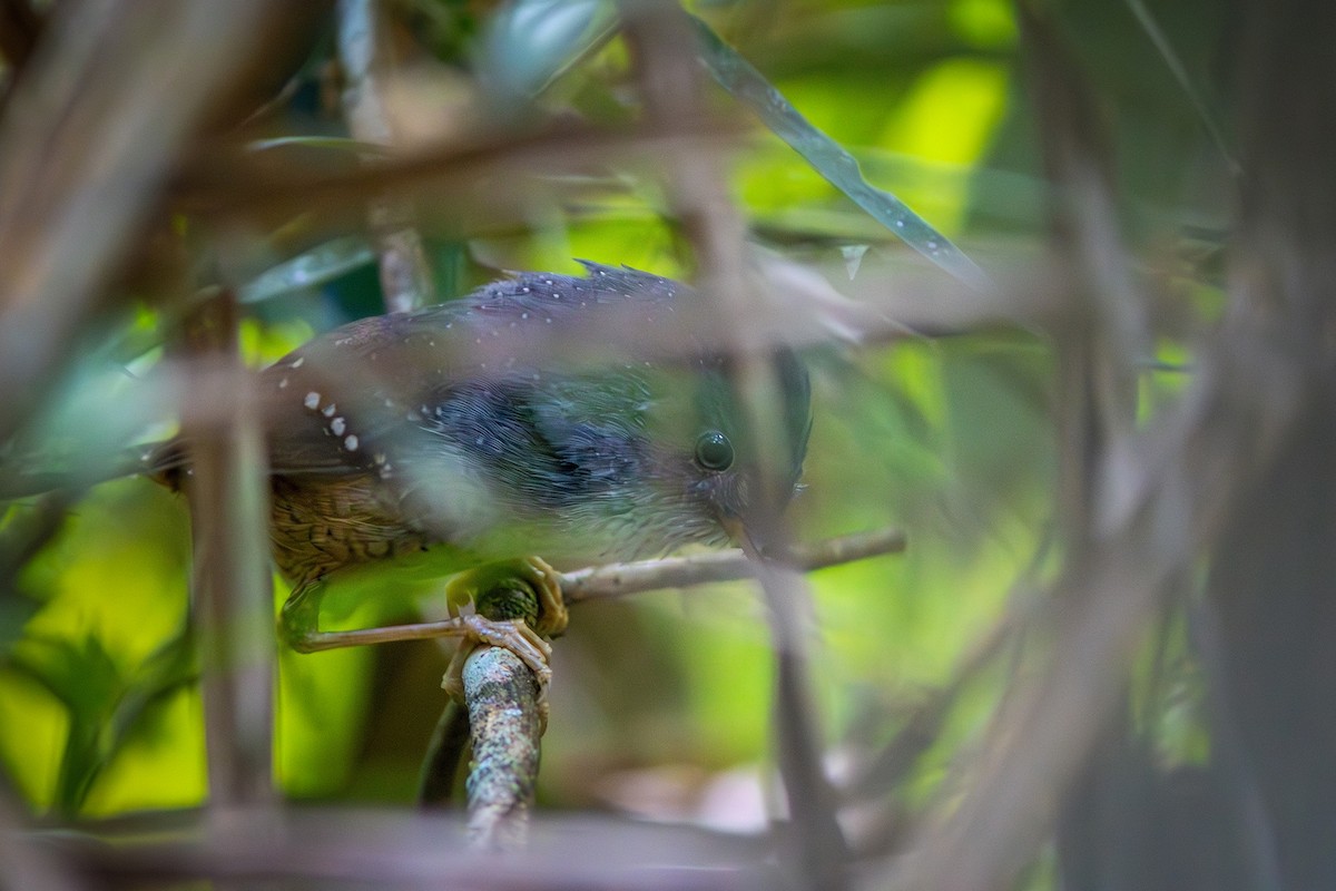 Spotted Bamboowren - ML621683556