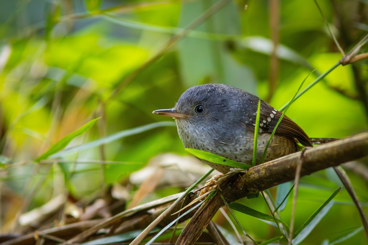 Spotted Bamboowren - ML621683558