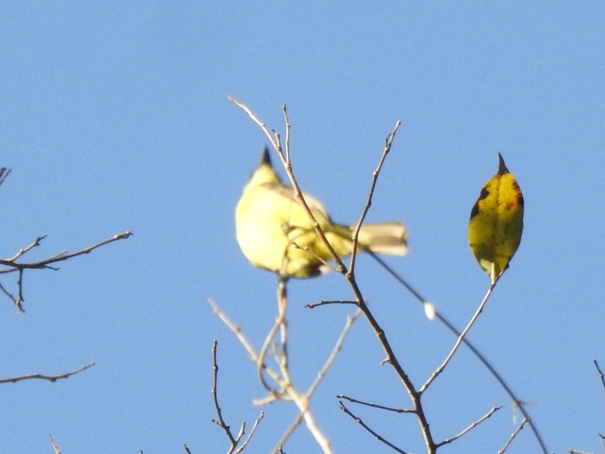 Three-striped Flycatcher - ML621683581