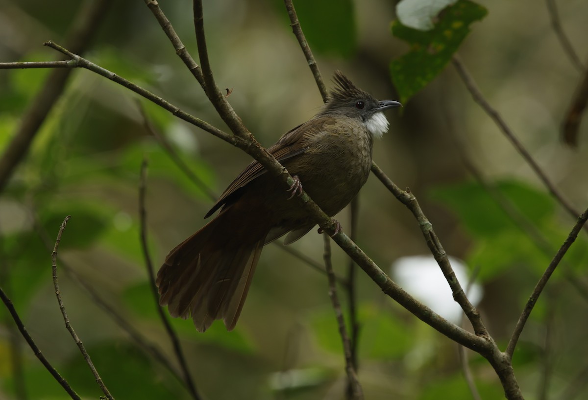 Bulbul à ventre marron - ML621683582