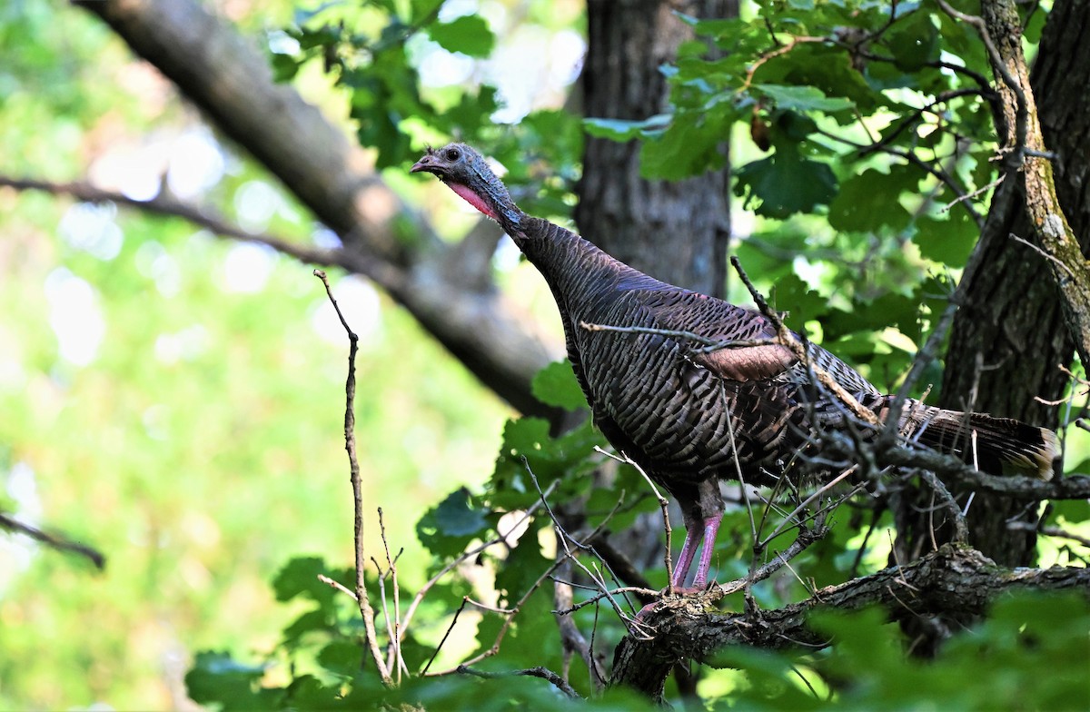 Wild Turkey - ML621683606