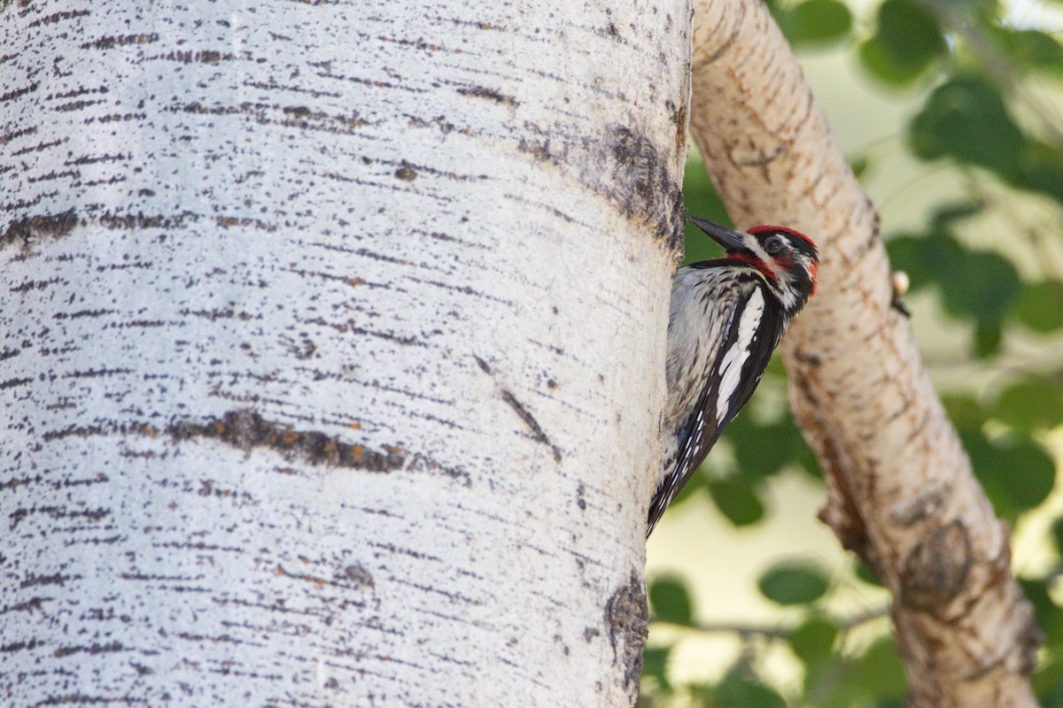 Red-naped x Red-breasted Sapsucker (hybrid) - Scott Carpenter