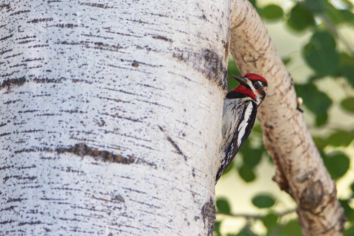 Red-naped x Red-breasted Sapsucker (hybrid) - ML621683640