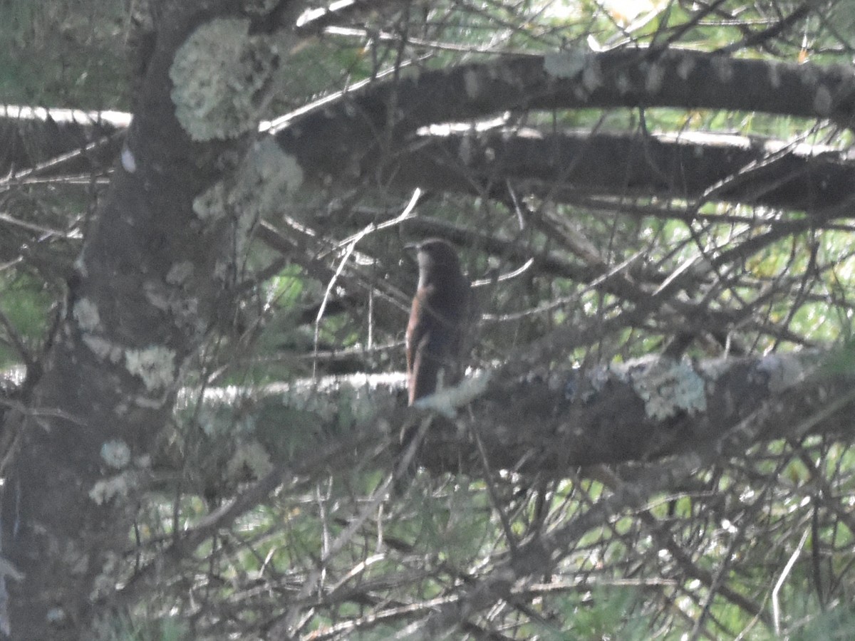 Black-billed Cuckoo - ML621683684