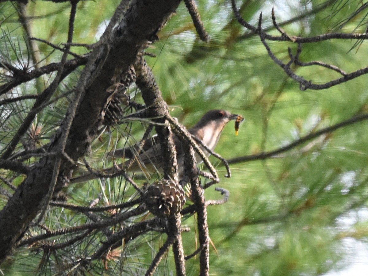 Black-billed Cuckoo - ML621683685