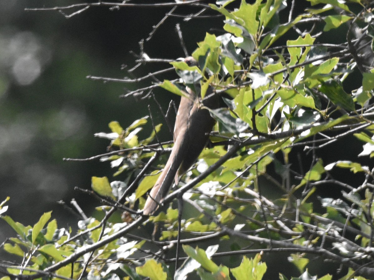 Black-billed Cuckoo - ML621683686