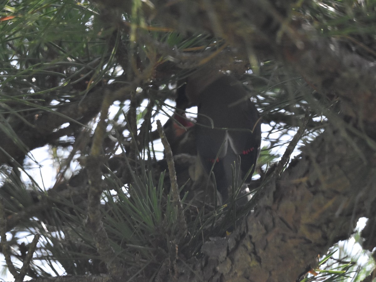 Cedar Waxwing - ML621683699