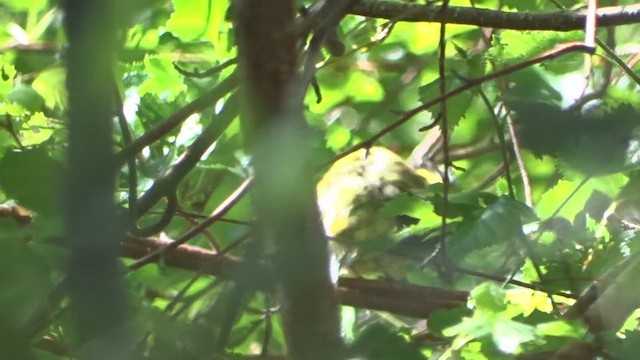 hetteparula - ML621683821