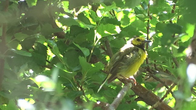 hetteparula - ML621683826