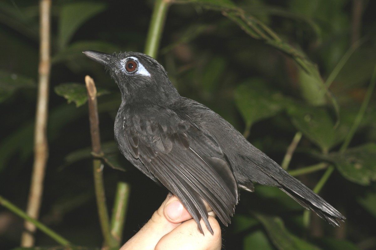 Sooty Antbird - ML621683827