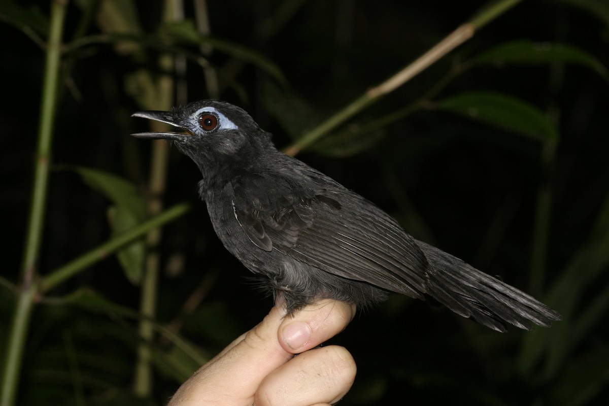 Sooty Antbird - ML621683828