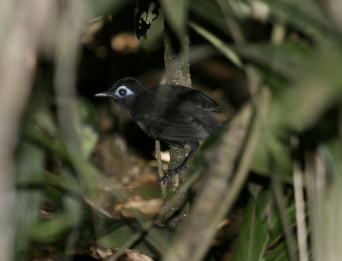 Sooty Antbird - ML621683829