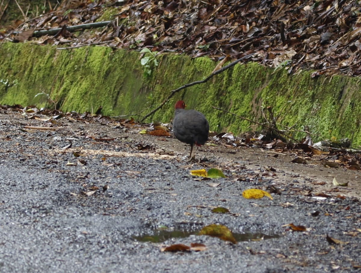 Crimson-headed Partridge - ML621683927