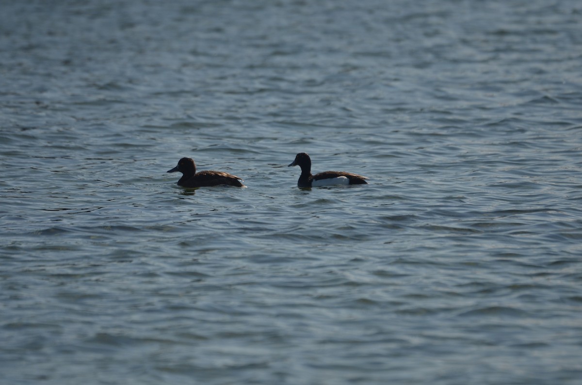 Tufted Duck - ML621683964