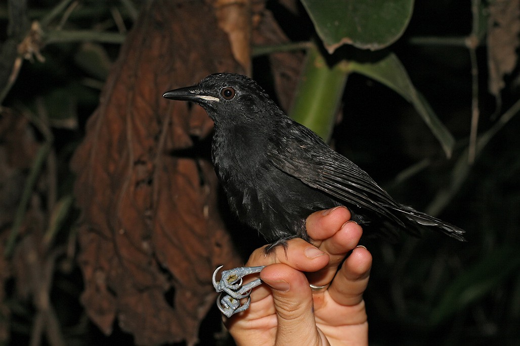 Goeldi's Antbird - ML621684054