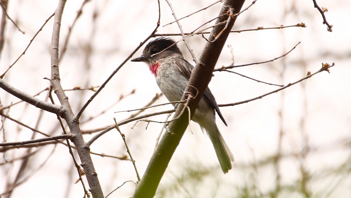 Rose-throated Becard - ML621684056