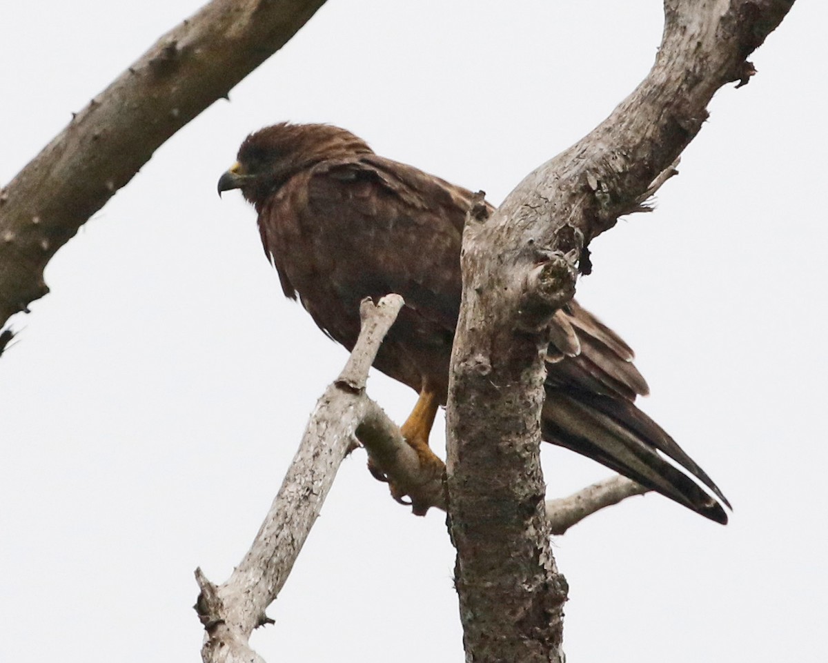 Swainson's Hawk - ML621684114