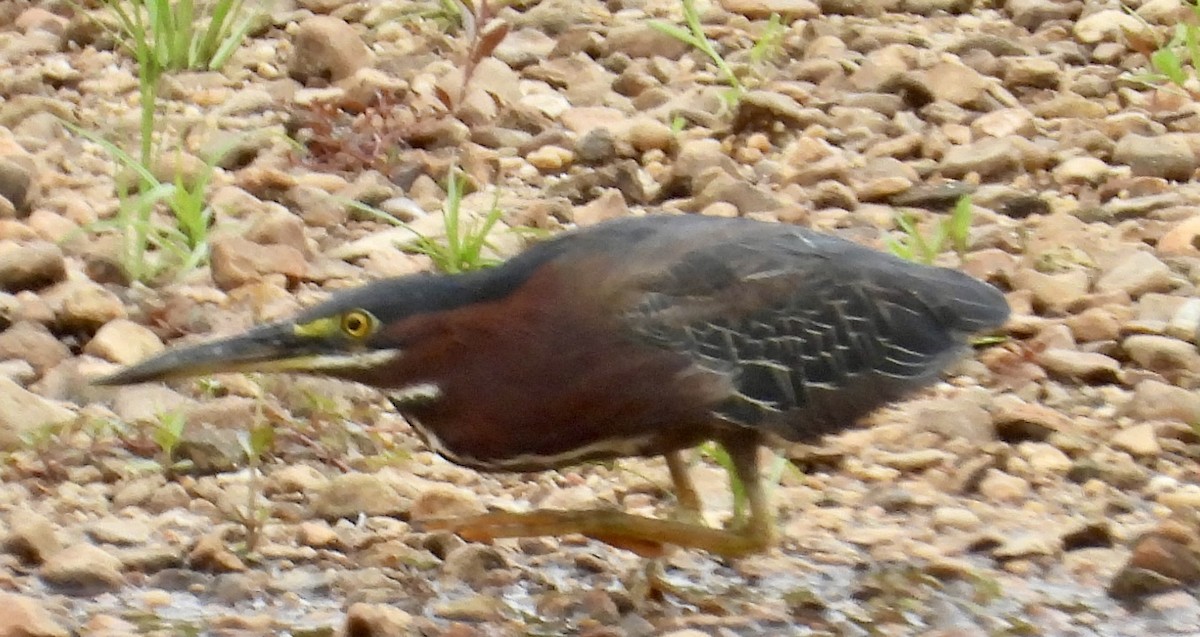 Green Heron - ML621684121