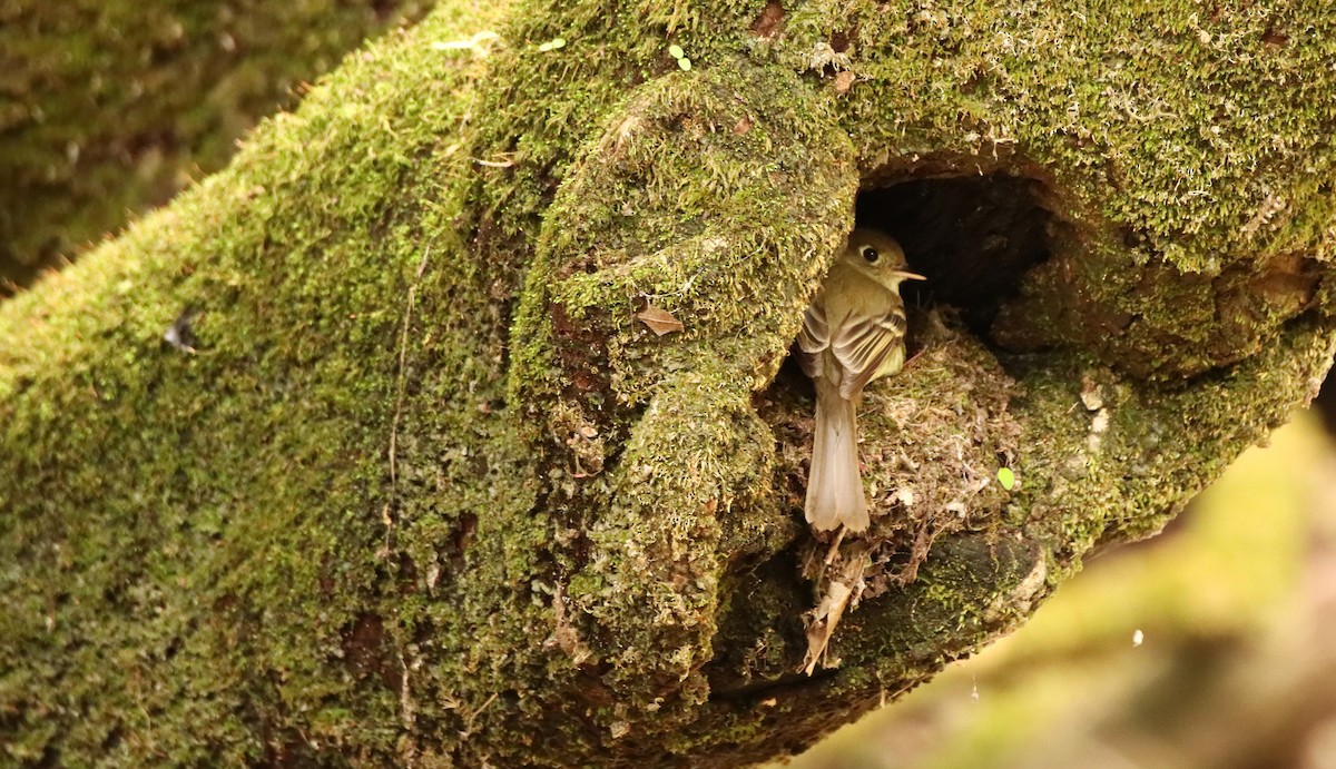 Western Flycatcher (Cordilleran) - Francisco Fernández