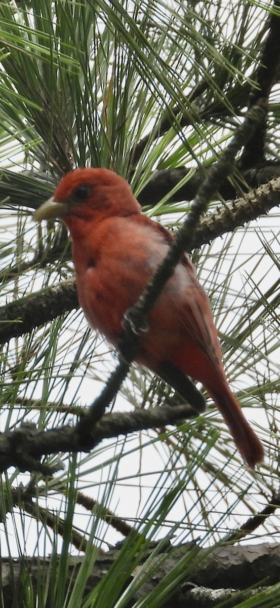 Summer Tanager - ML621684140