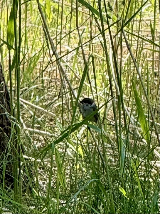 Хээрийн бор шувуу - ML621684148