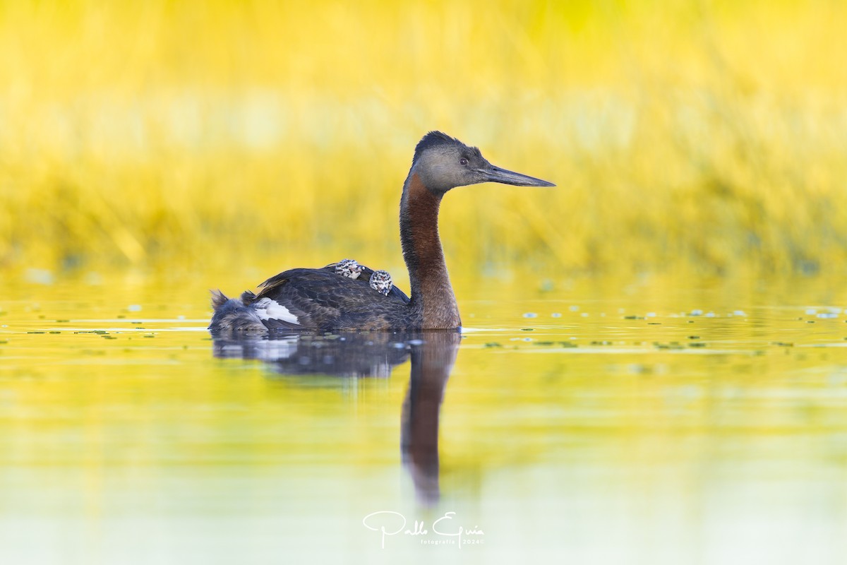 Great Grebe - ML621684159