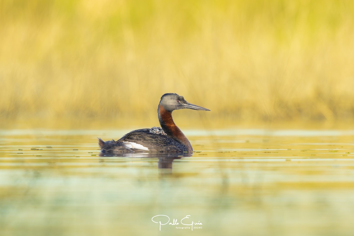 Great Grebe - ML621684160