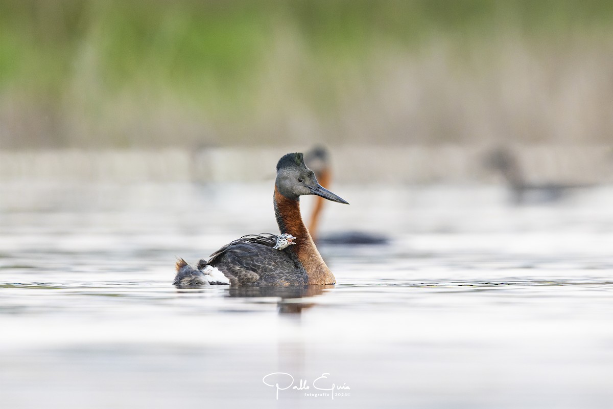 Great Grebe - ML621684161