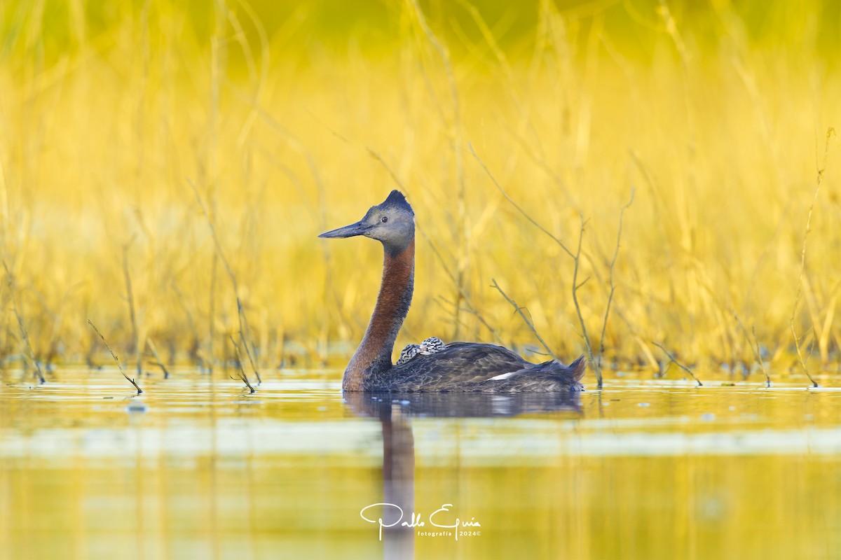 Great Grebe - ML621684162