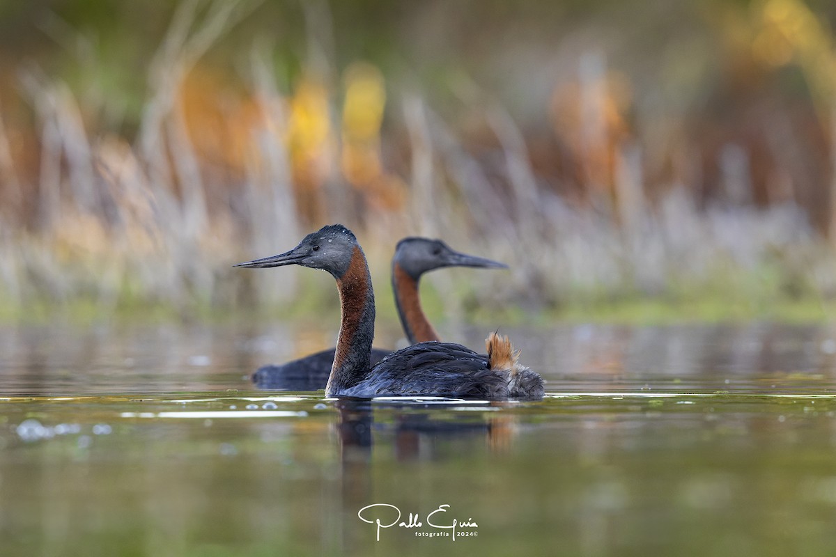 Great Grebe - ML621684163