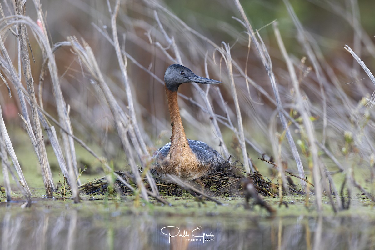 Great Grebe - ML621684164