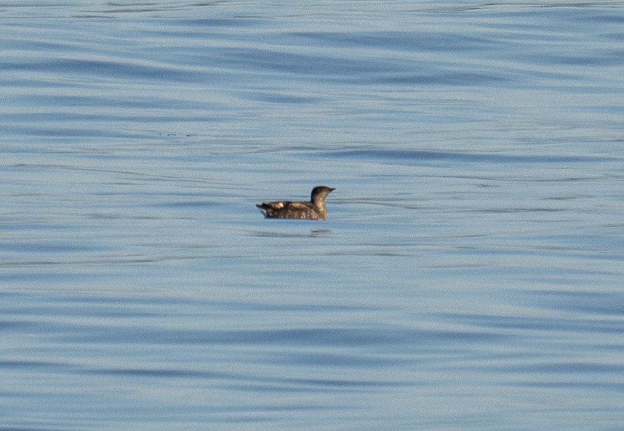 Guillemot marbré - ML621684167