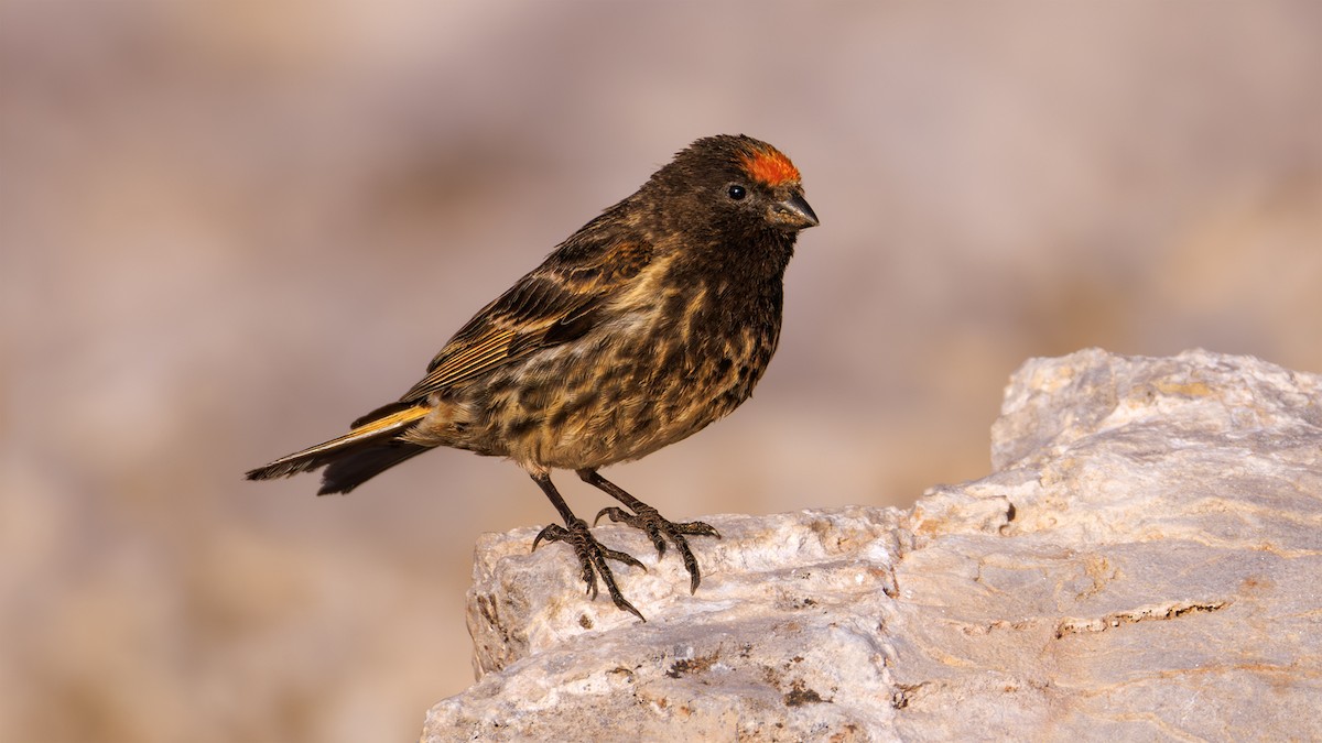 Fire-fronted Serin - SONER SABIRLI