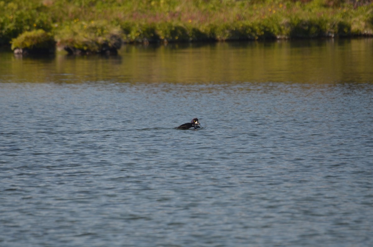 Barrow's Goldeneye - ML621684238