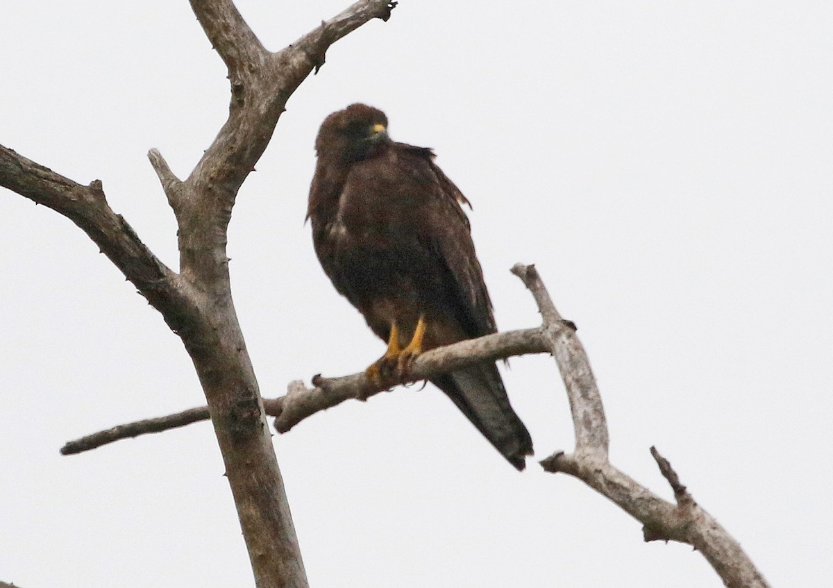 Swainson's Hawk - ML621684250