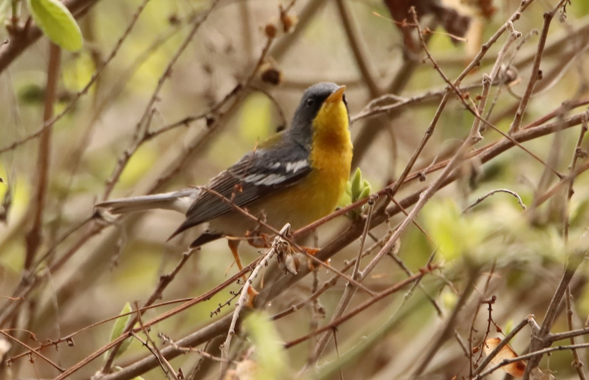 Tropical Parula - ML621684301