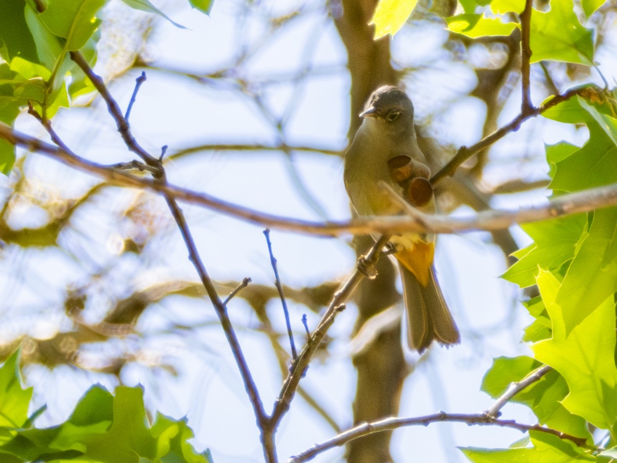 Colima Warbler - ML621684342