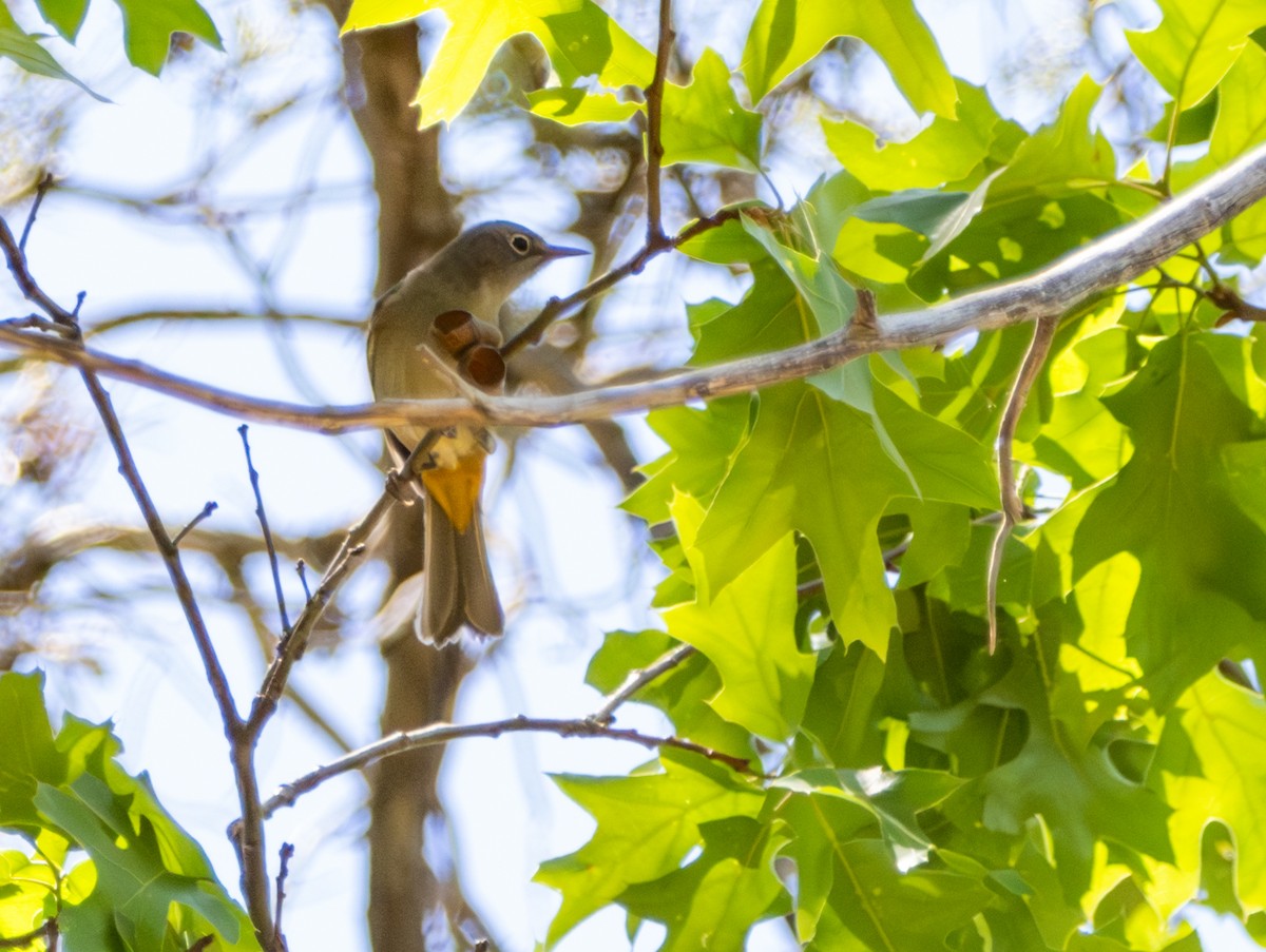 Colima Warbler - Michael Krall