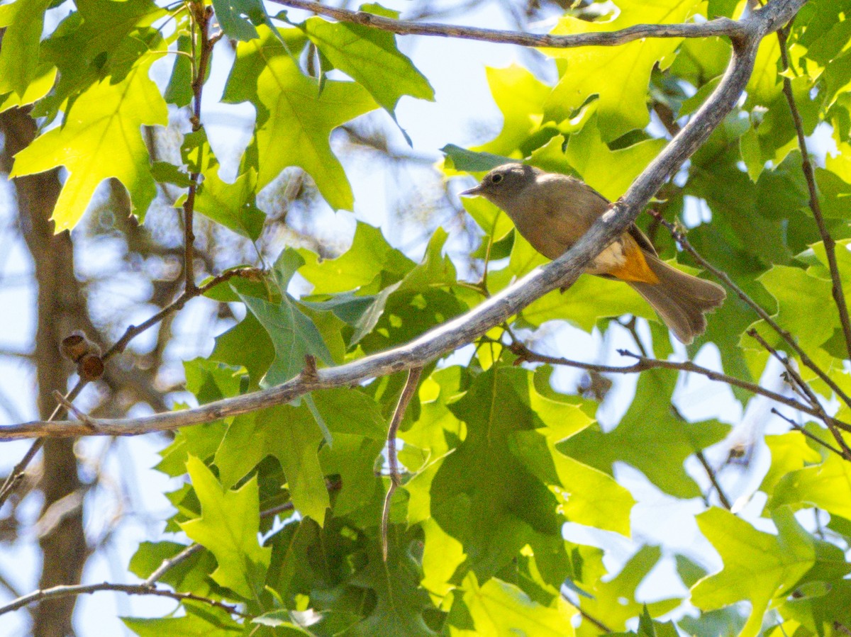 Colima Warbler - ML621684344