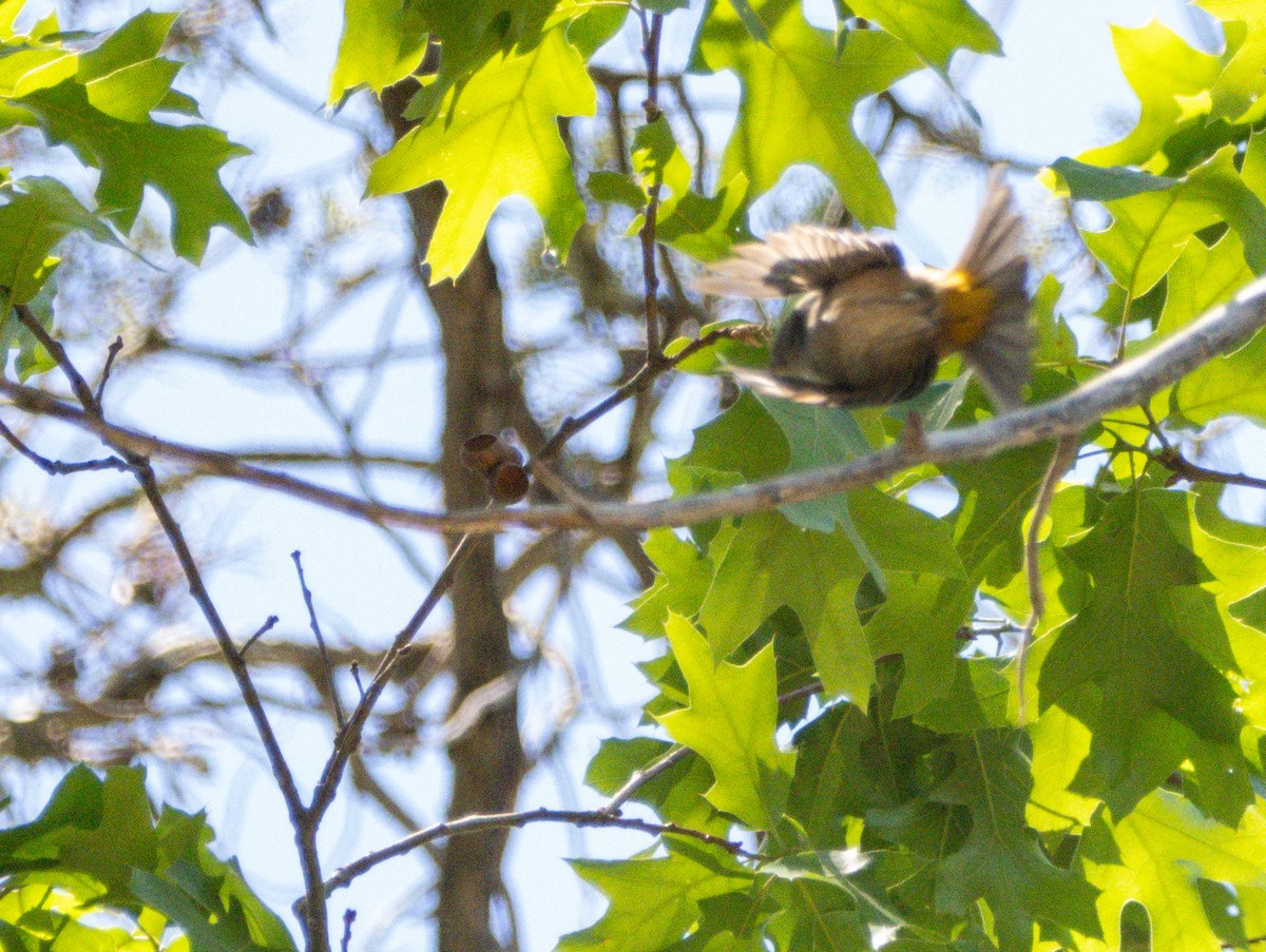 Colima Warbler - ML621684345