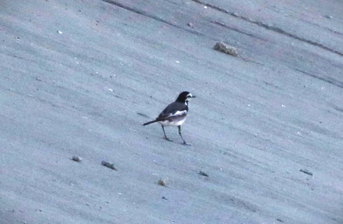 White Wagtail (Black-backed) - ML621684384